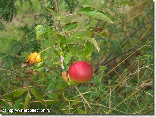 Diapositive suivante